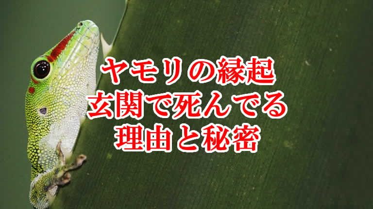 ヤモリの縁起と玄関で死んでる理由と秘密 生き物バイブル