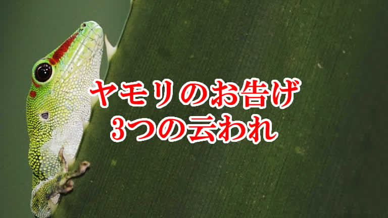 ヤモリのお告げと3つの云われ 生き物バイブル